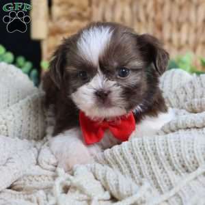 Gus (Mini), Shih Tzu Puppy